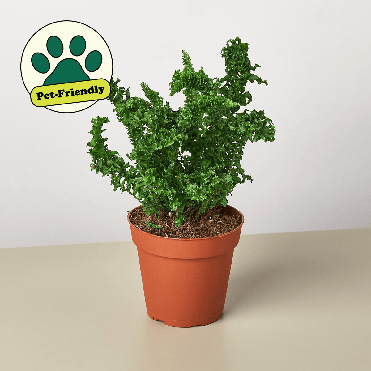 Fern 'Emina' - BetterGrow Hydro