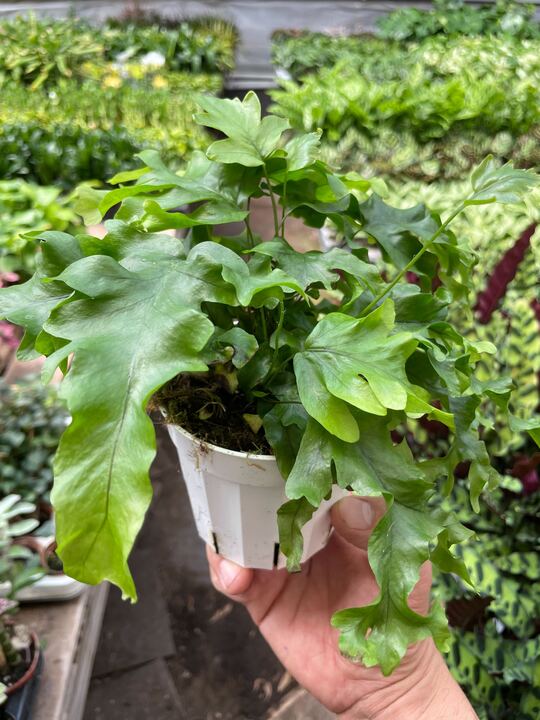 Fern 'Nicolas Diamond' - BetterGrow Hydro