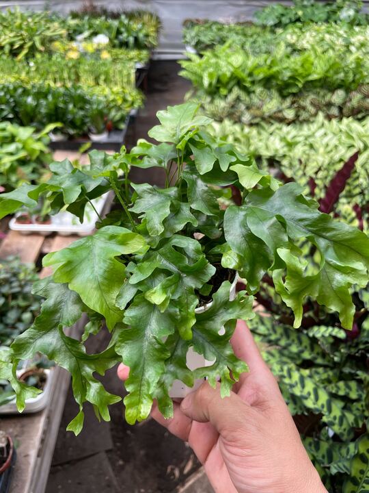 Fern 'Nicolas Diamond' - BetterGrow Hydro