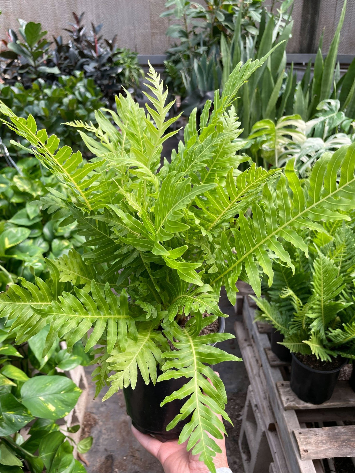 Fern Silver Lady - 6" Pot - BetterGrow Hydro