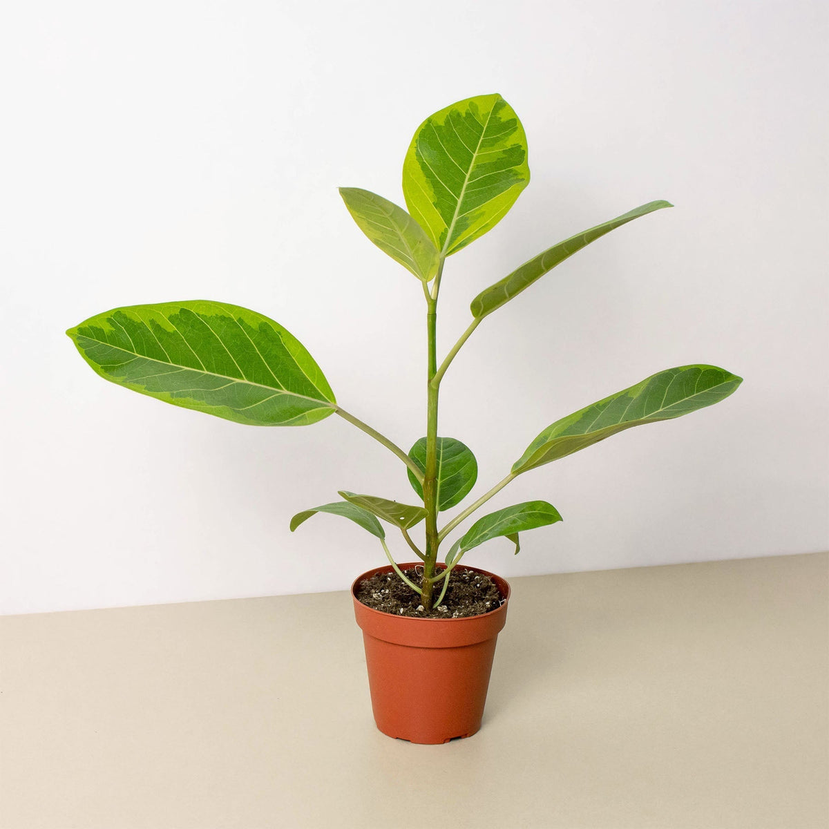 Ficus Altissima 'Yellow Gem' - BetterGrow Hydro
