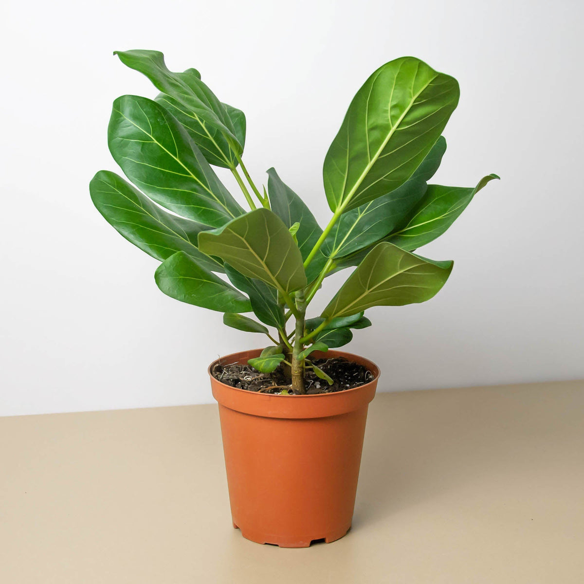 Ficus 'Audrey' - BetterGrow Hydro