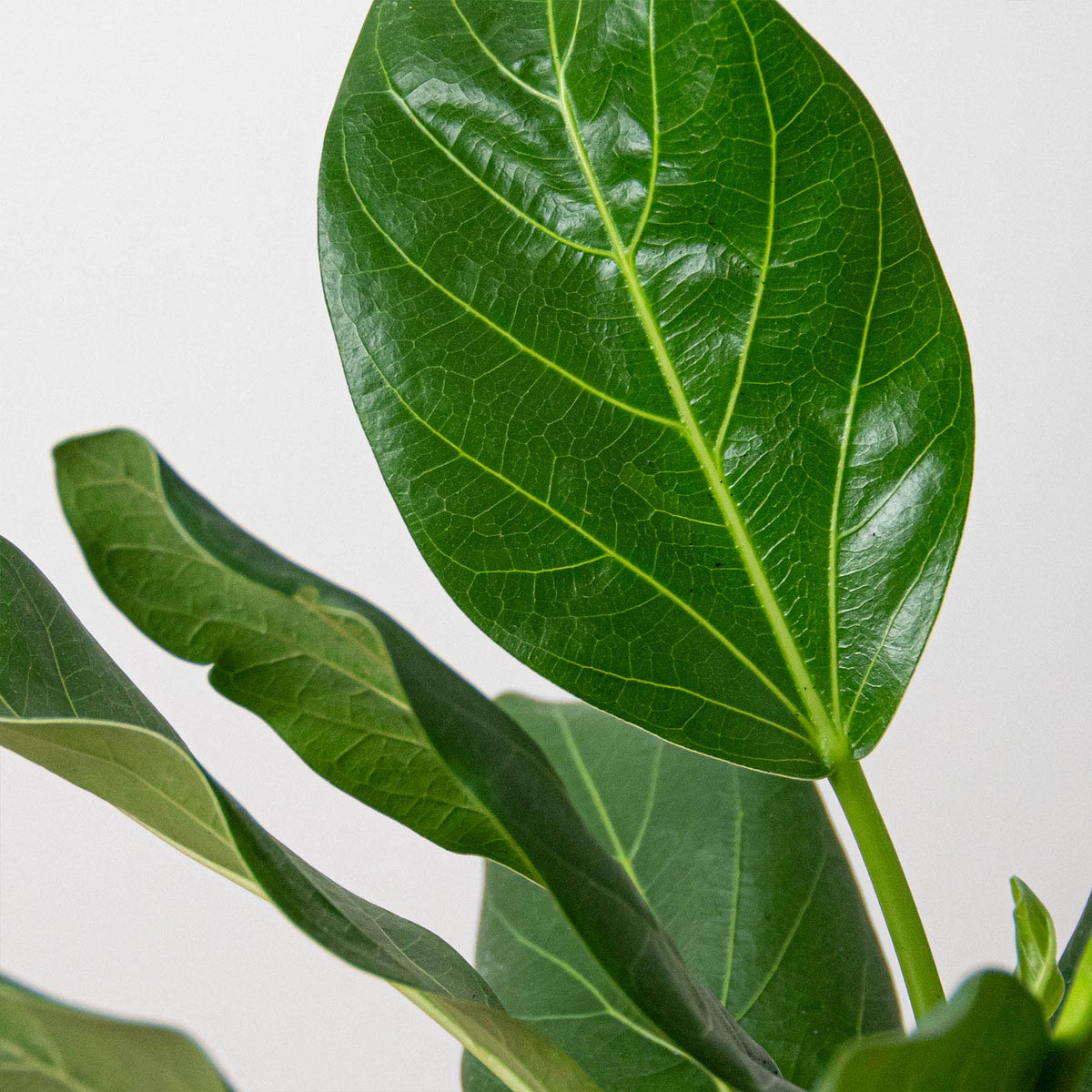 Ficus 'Audrey' - BetterGrow Hydro