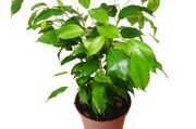 Ficus 'Benjamina' - BetterGrow Hydro
