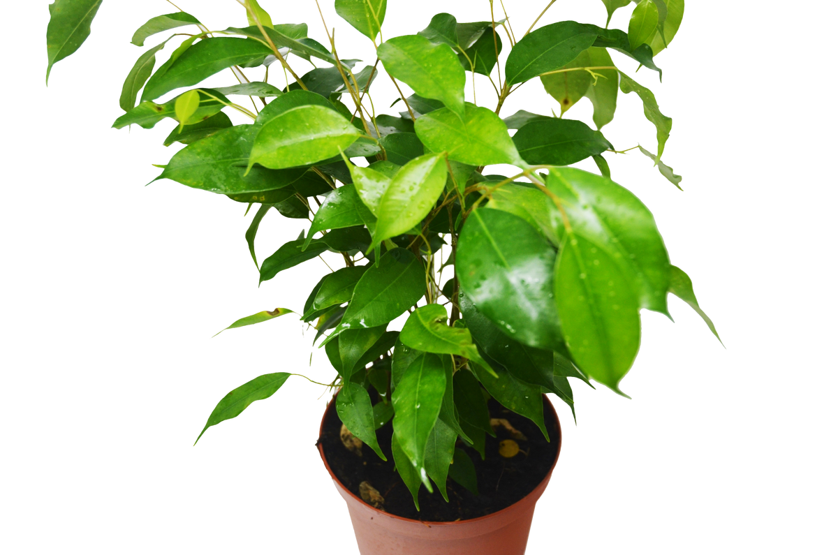 Ficus 'Benjamina' - BetterGrow Hydro