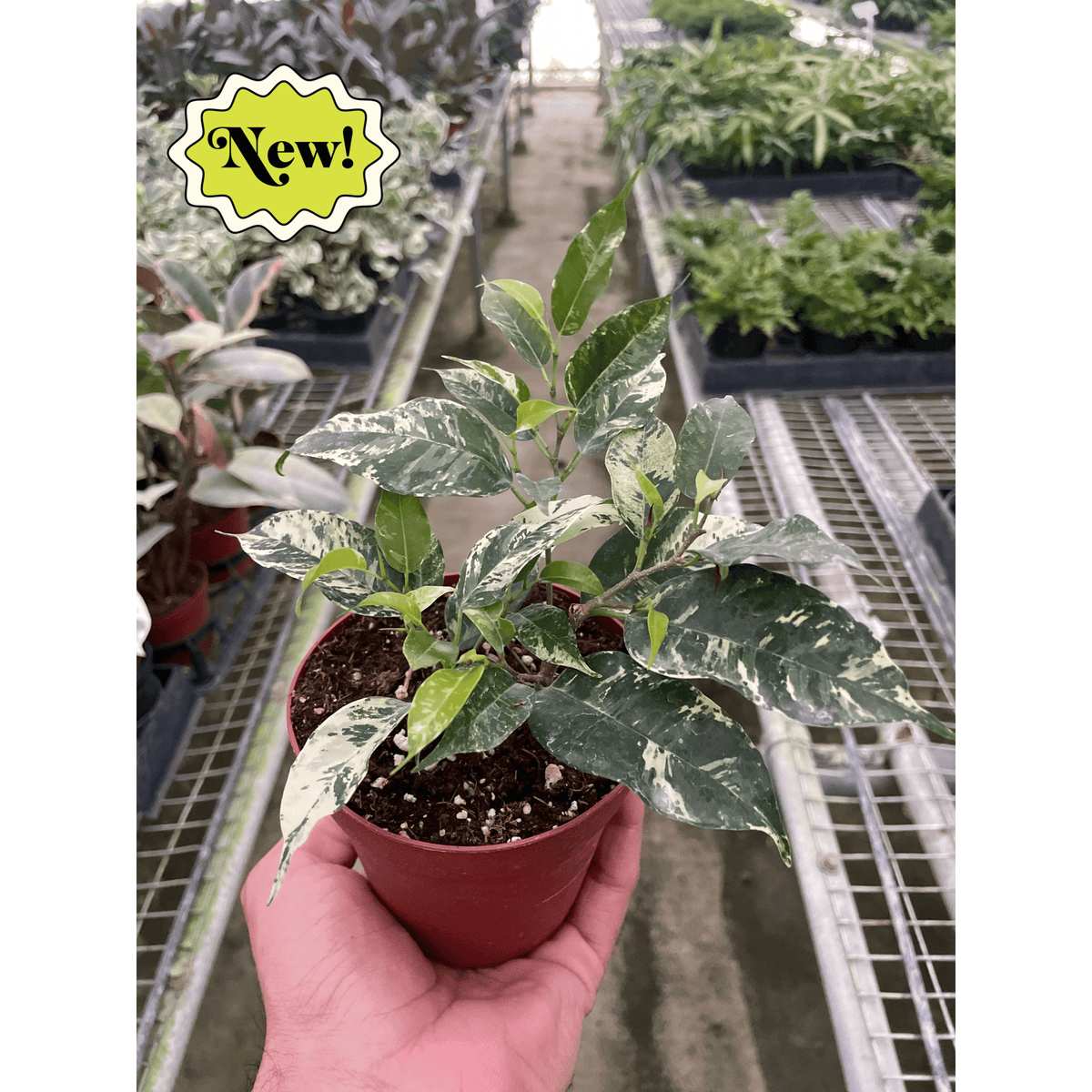 Ficus 'El Dorado' - BetterGrow Hydro