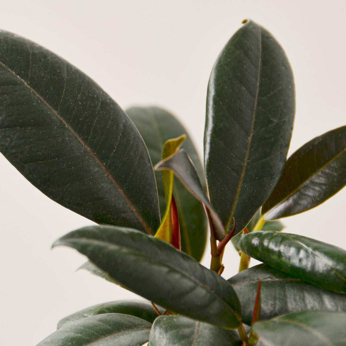Ficus Elastica 'Burgundy' - BetterGrow Hydro