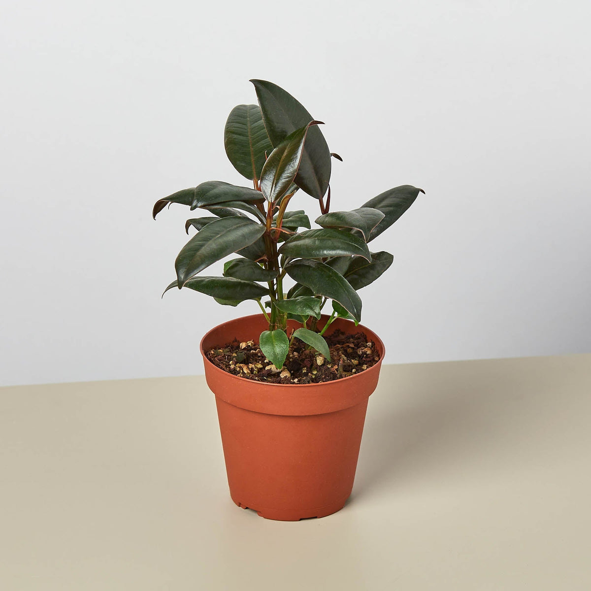 Ficus Elastica 'Burgundy' - BetterGrow Hydro