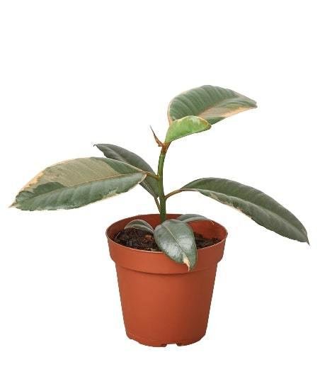 Ficus Elastica 'Ruby Pink' - BetterGrow Hydro
