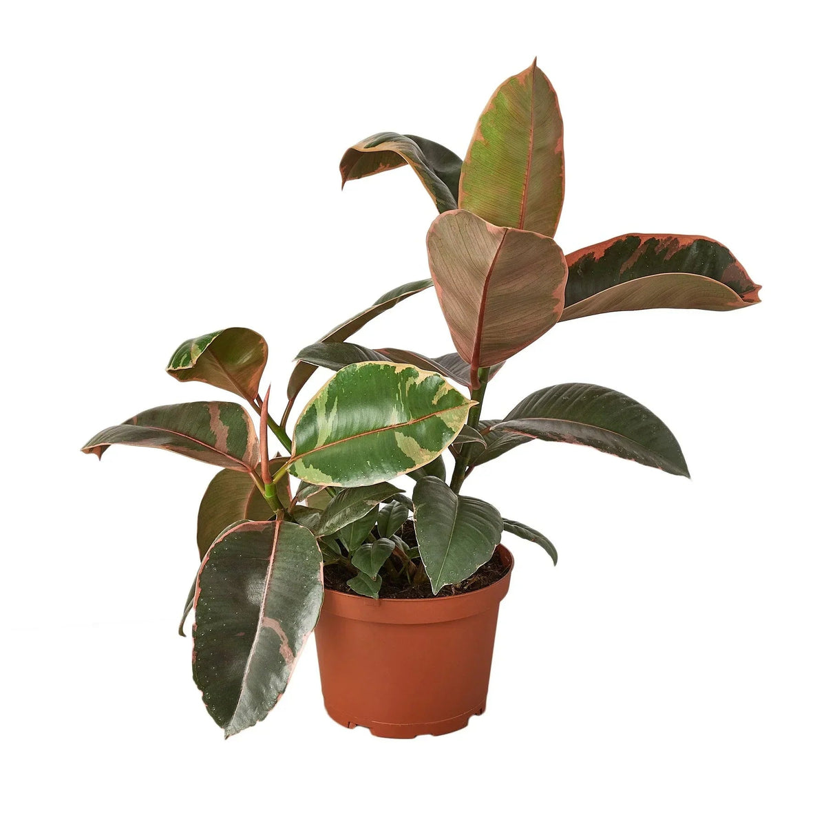Ficus Elastica 'Ruby Pink' - BetterGrow Hydro