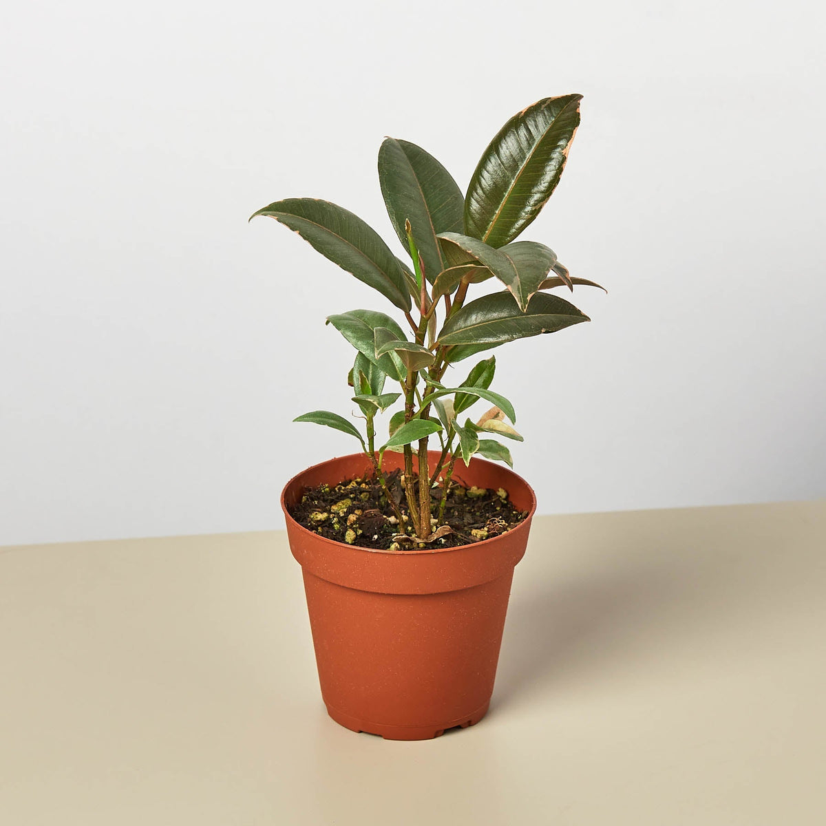 Ficus Elastica 'Tineke' - BetterGrow Hydro