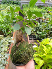 Ficus Ginseng Kokedama - BetterGrow Hydro