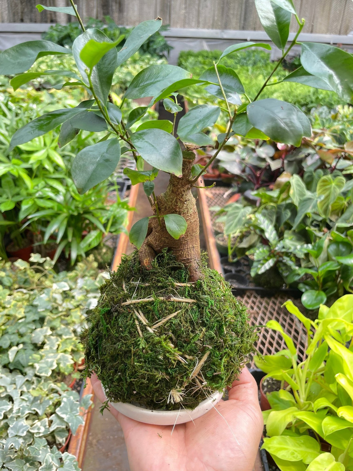Ficus Ginseng Kokedama - BetterGrow Hydro