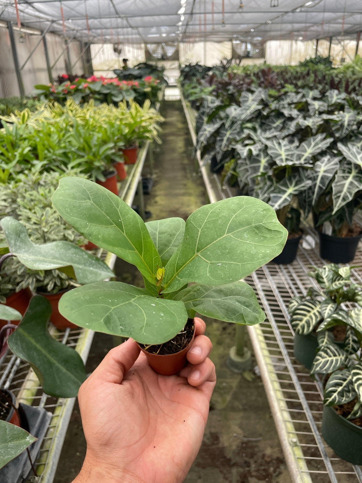 Ficus Lyrata 'Fiddle Leaf Fig' - BetterGrow Hydro