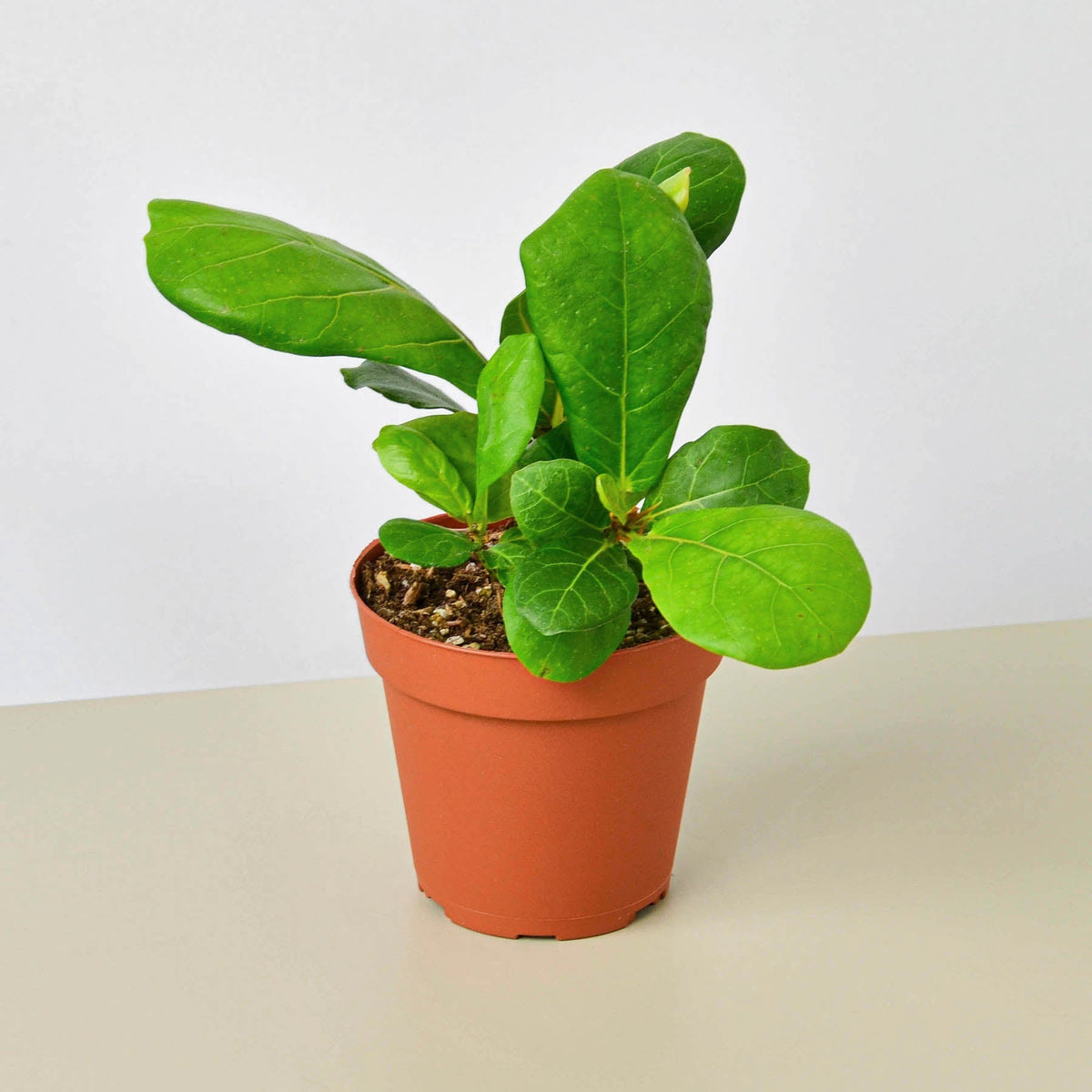 Ficus Lyrata 'Fiddle Leaf Fig' - BetterGrow Hydro