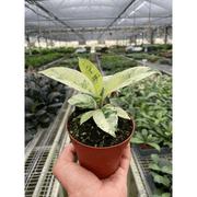 Ficus 'shivereana' (Moonshine) - BetterGrow Hydro