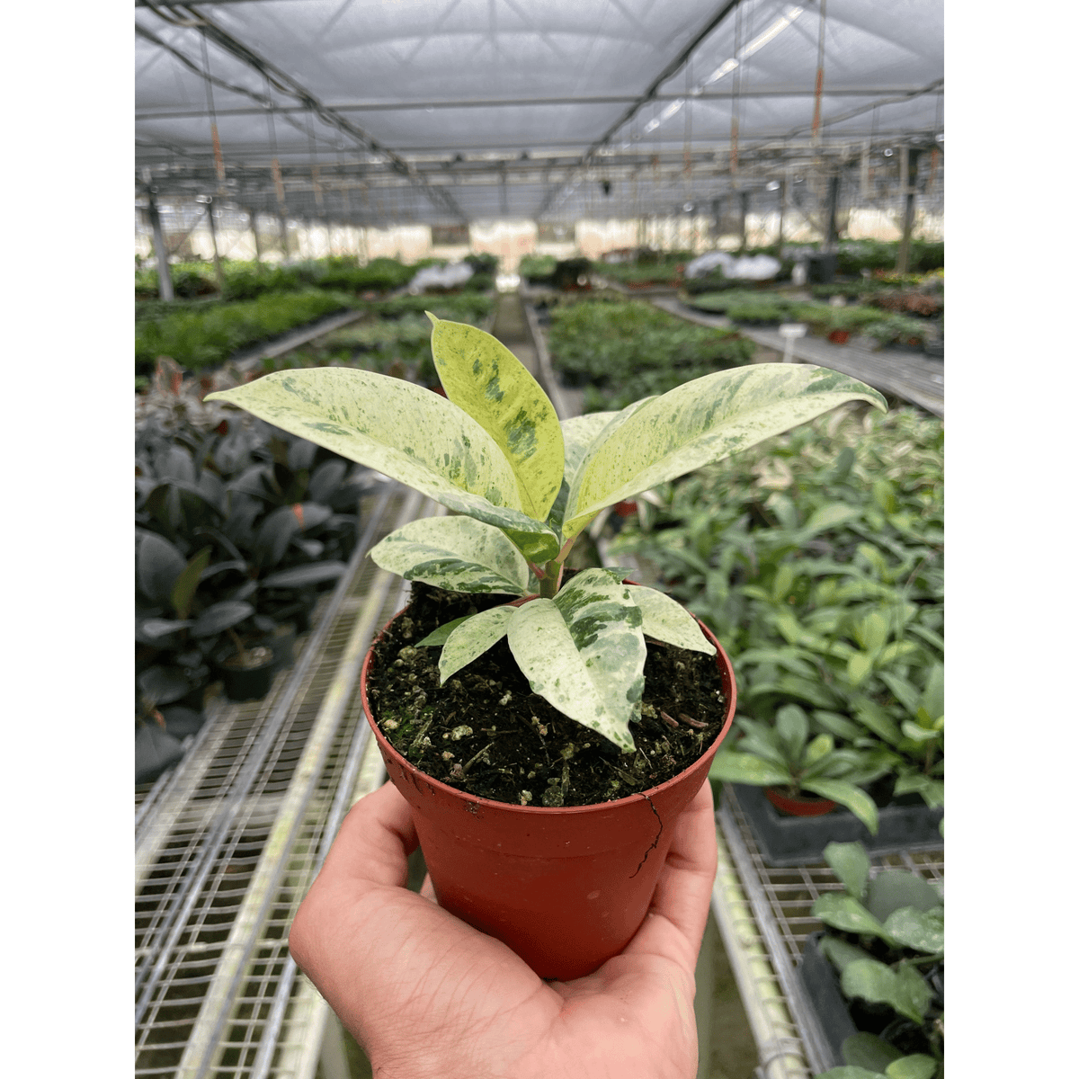 Ficus 'shivereana' (Moonshine) - BetterGrow Hydro