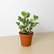 Ficus 'Triangularis Variegated' - BetterGrow Hydro