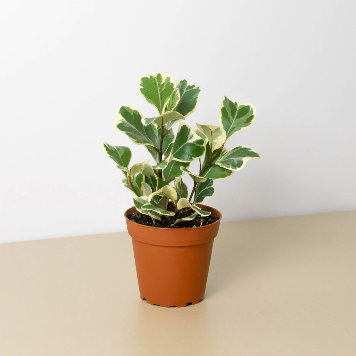 Ficus 'Triangularis Variegated' - BetterGrow Hydro