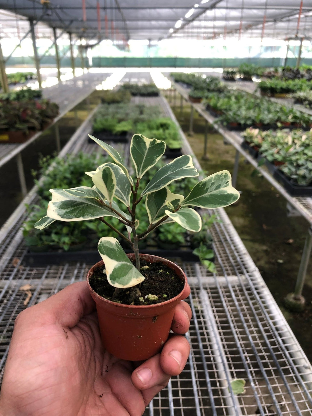 Ficus 'Triangularis Variegated' - BetterGrow Hydro