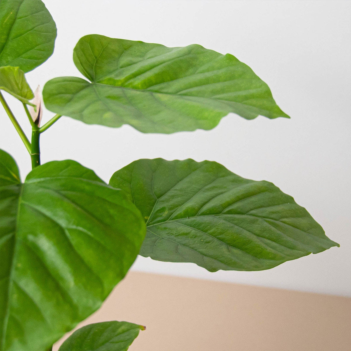 Ficus 'Umbellata' - BetterGrow Hydro