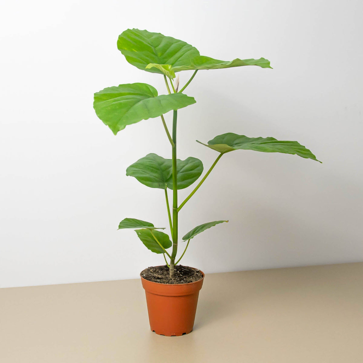 Ficus 'Umbellata' - BetterGrow Hydro