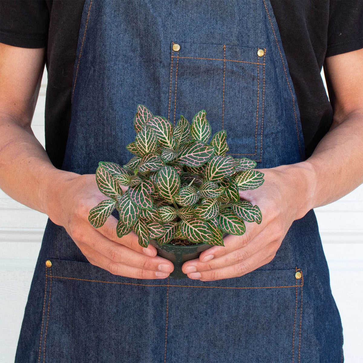 Fittonia 'Pink' - BetterGrow Hydro