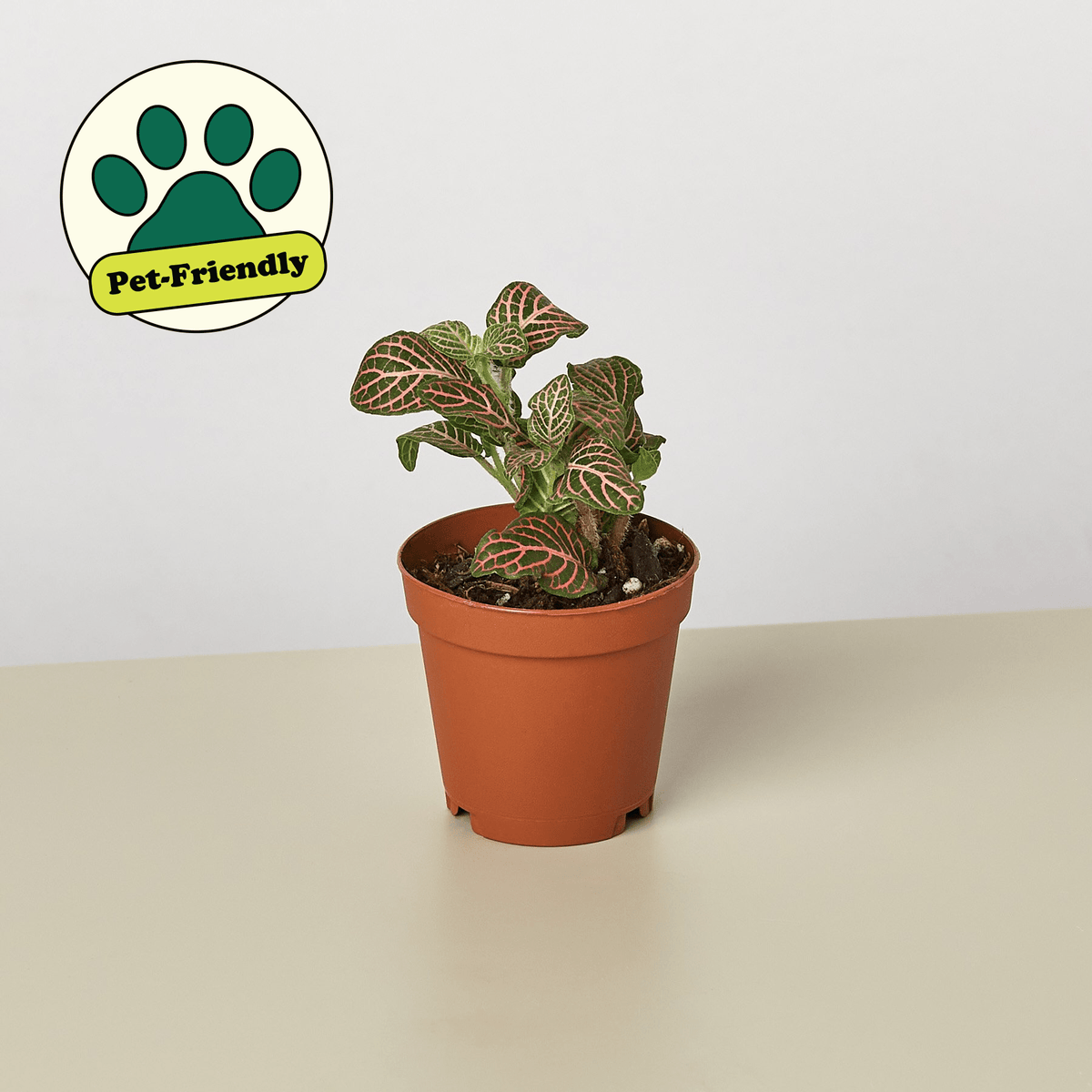 Fittonia 'Pink' - BetterGrow Hydro