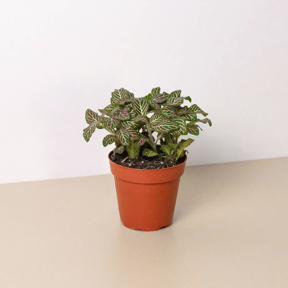 Fittonia 'Pink' - BetterGrow Hydro