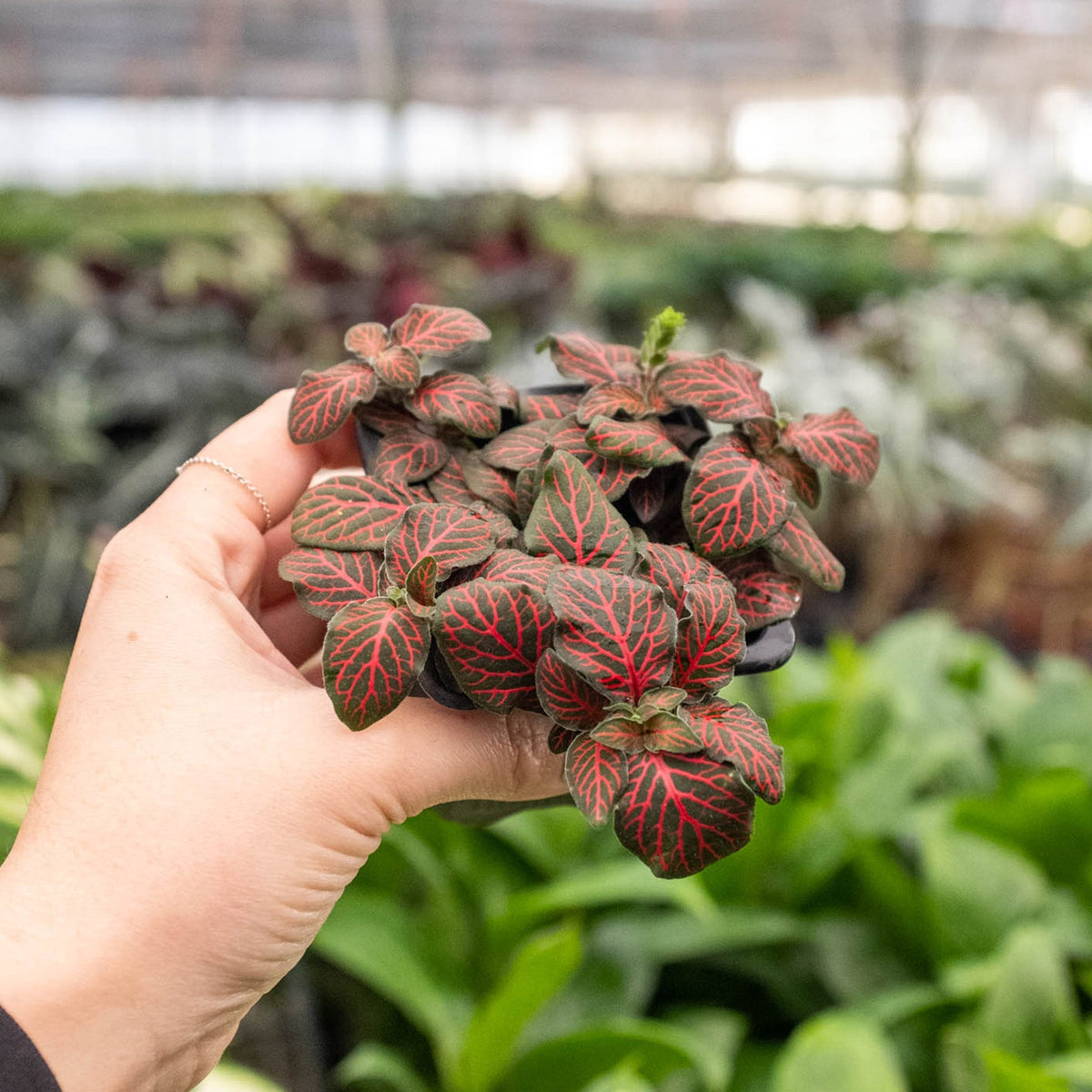 Fittonia 'Red' - BetterGrow Hydro