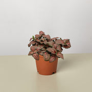 Fittonia 'Red' - BetterGrow Hydro