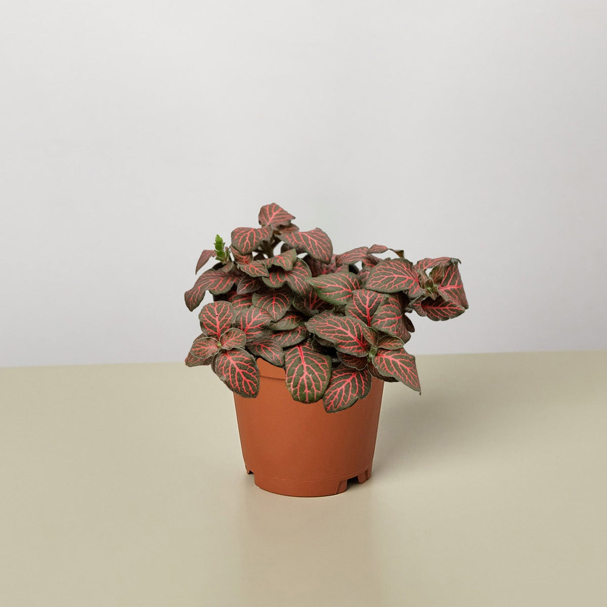 Fittonia 'Red' - BetterGrow Hydro