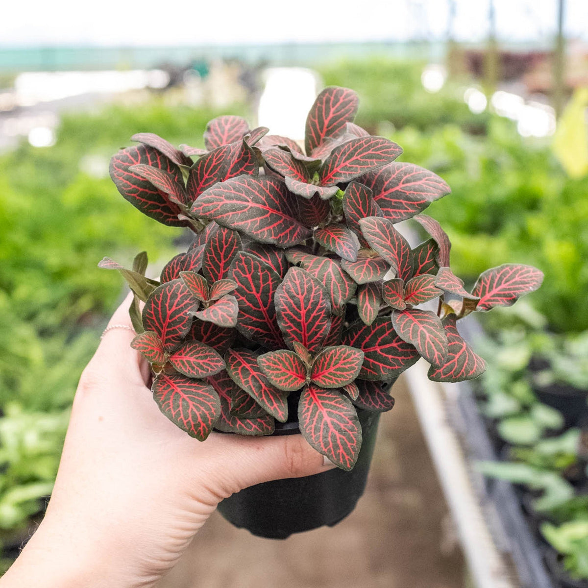 Fittonia 'Red' - BetterGrow Hydro