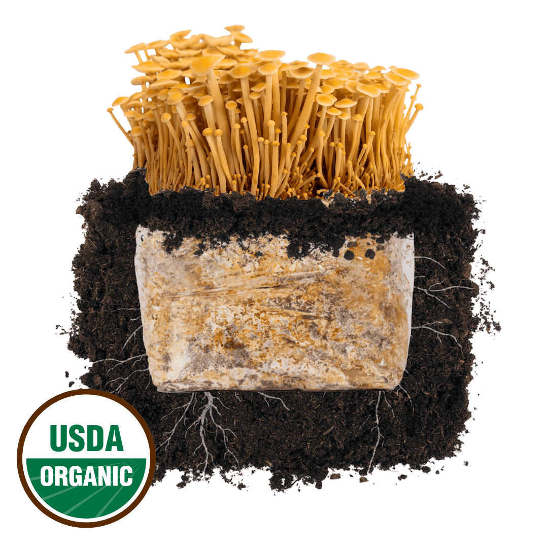 Golden Enoki 'Plant & Grow' Mushroom Starter Block - BetterGrow Hydro