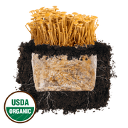 Golden Enoki 'Plant & Grow' Mushroom Starter Block - BetterGrow Hydro