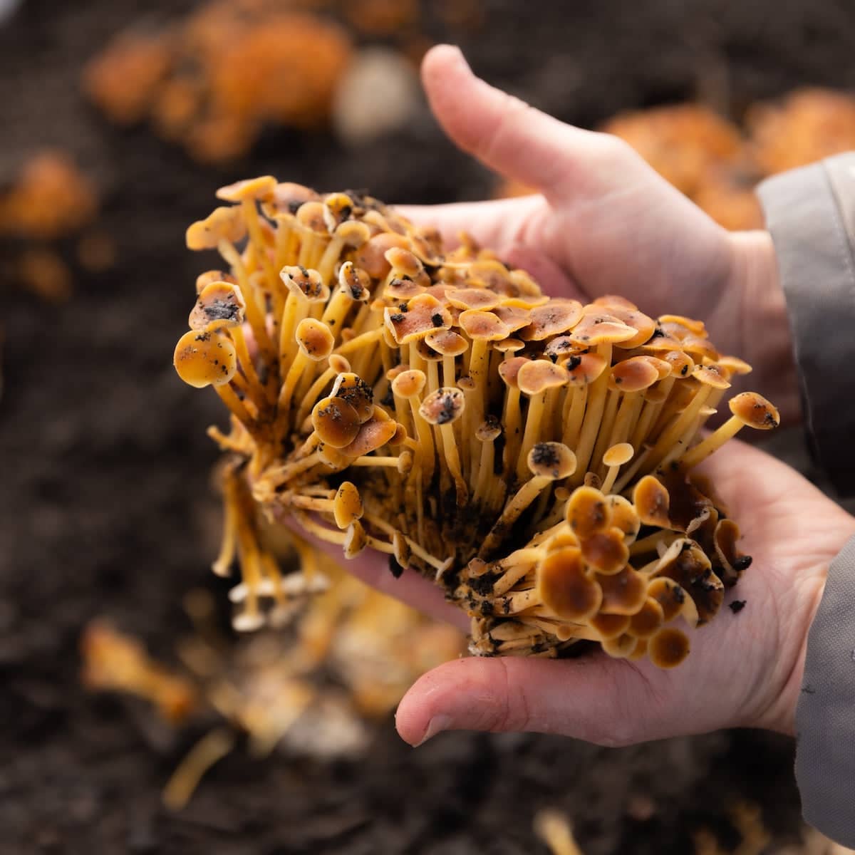 Golden Enoki 'Plant & Grow' Mushroom Starter Block - BetterGrow Hydro