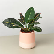 Gradient Cylinder Pot - 5 Inch - BetterGrow Hydro