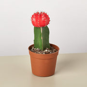 Graft Cactus 'Red' - BetterGrow Hydro