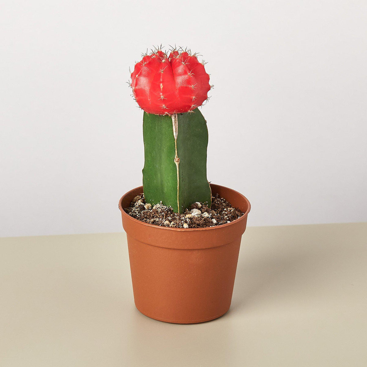 Graft Cactus 'Red' - BetterGrow Hydro