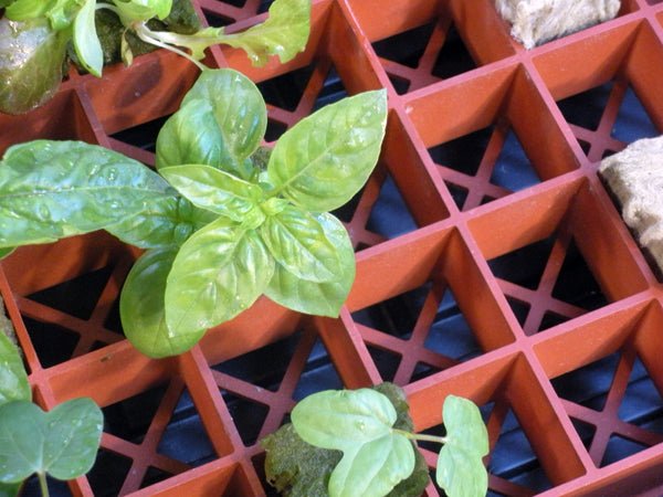 Grodan Gro - Smart Tray Insert - BetterGrow Hydro