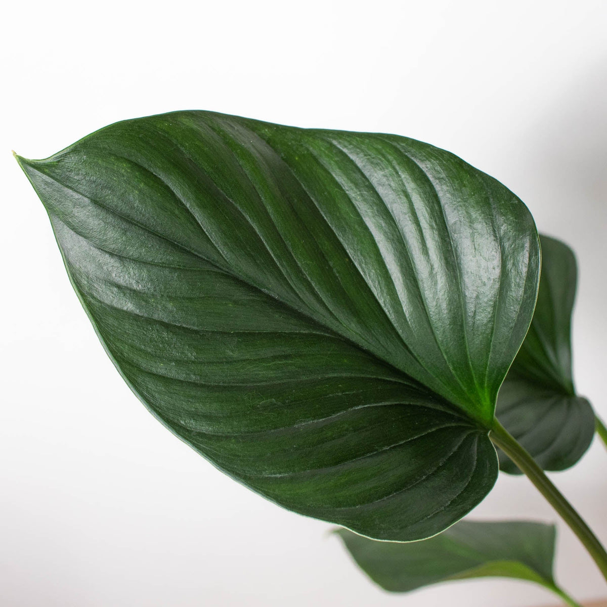 Homalomena 'Emerald Gem' - BetterGrow Hydro
