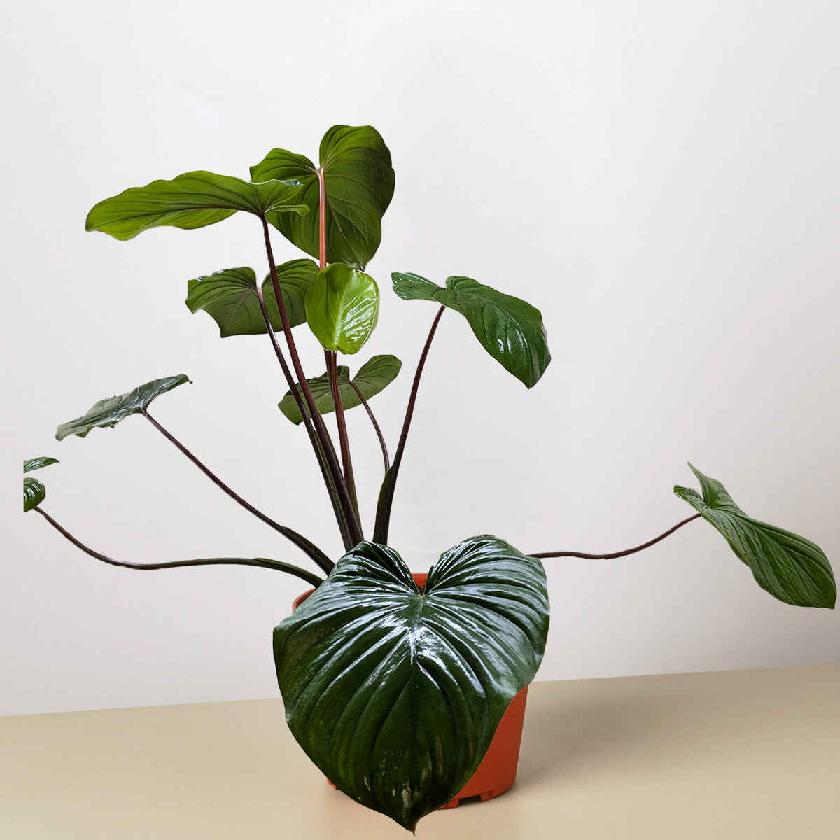 Homalomena 'Emerald Gem' - BetterGrow Hydro