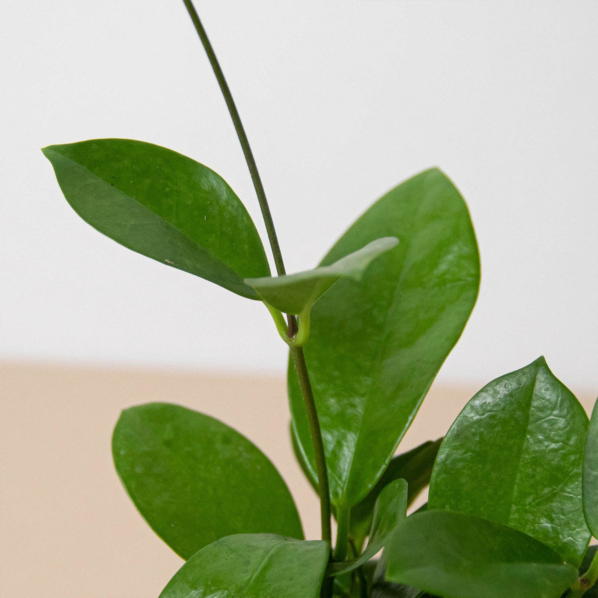 Hoya 'Australis' - BetterGrow Hydro