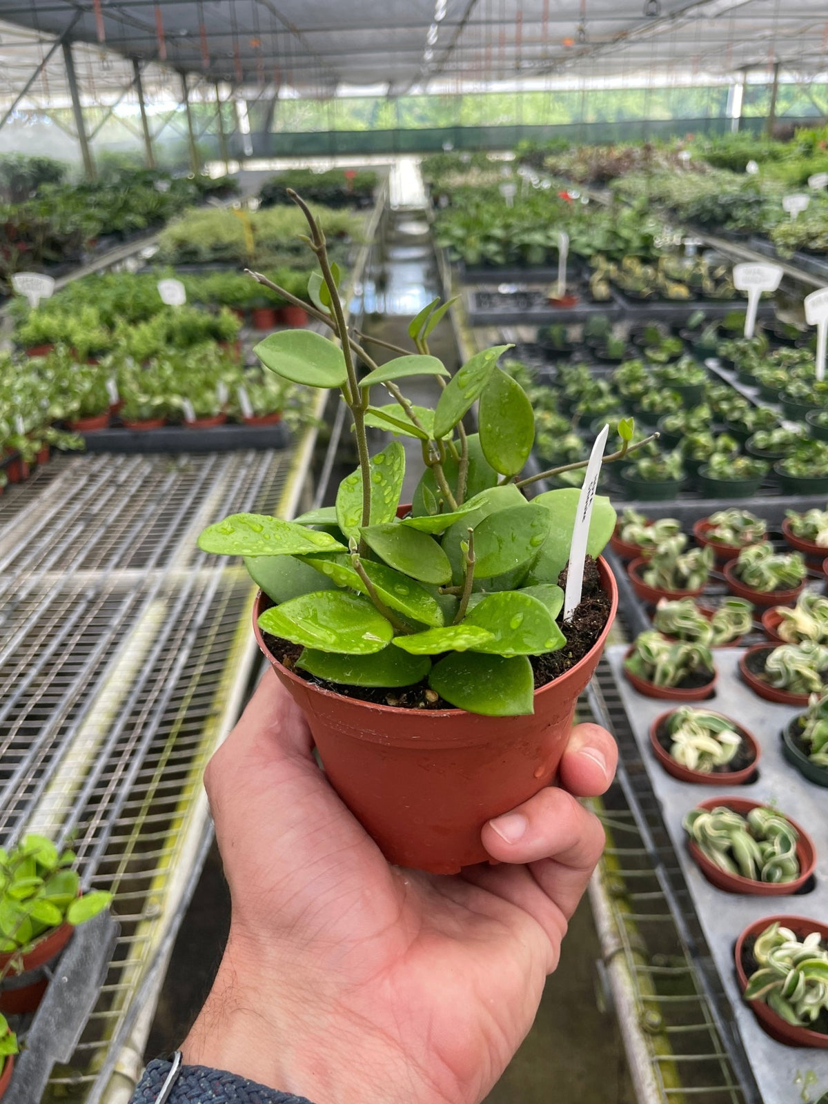 Hoya Bilobata - BetterGrow Hydro