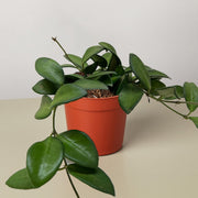 Hoya 'Burtoniae' - BetterGrow Hydro