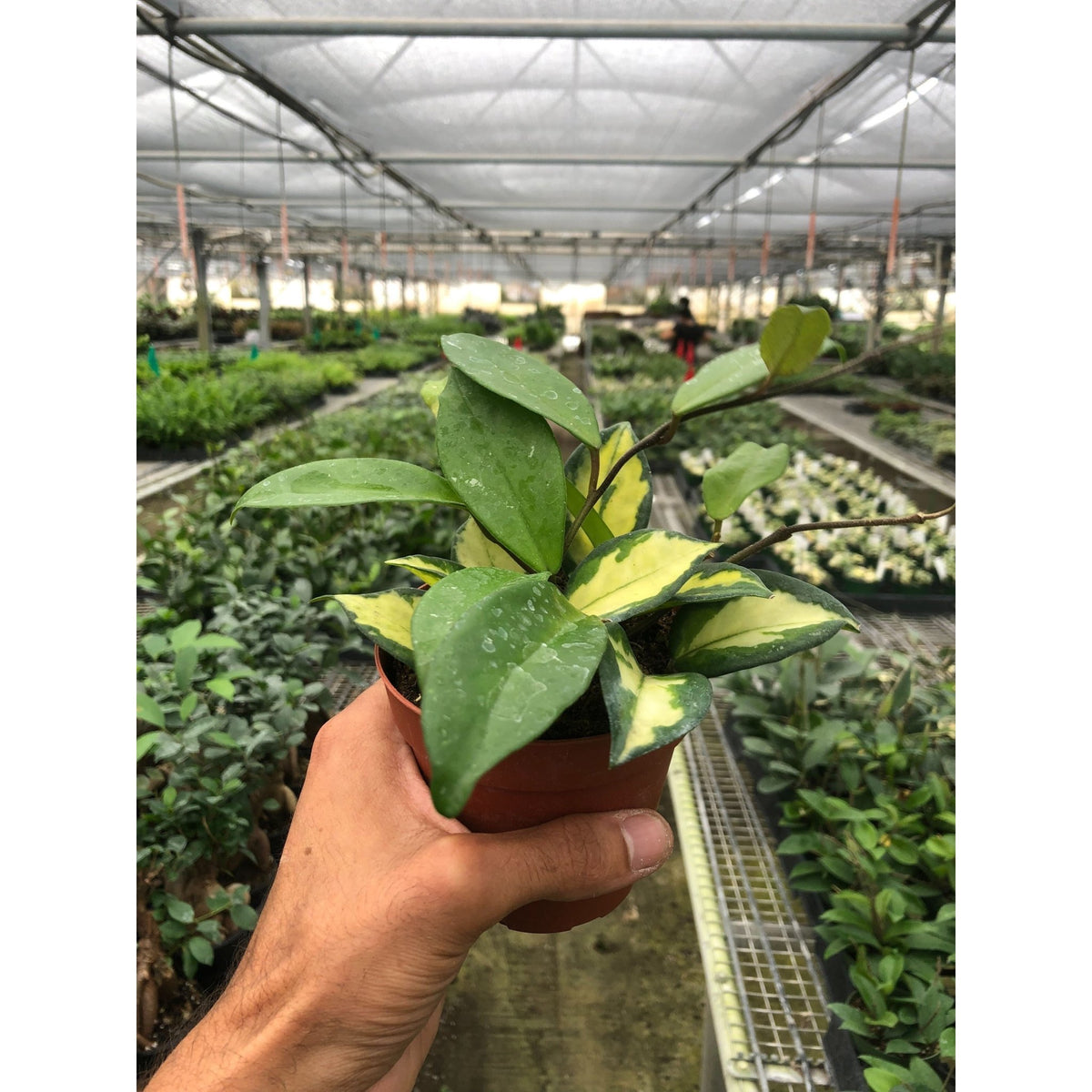 Hoya Carnosa 'Krimson Princess' - BetterGrow Hydro