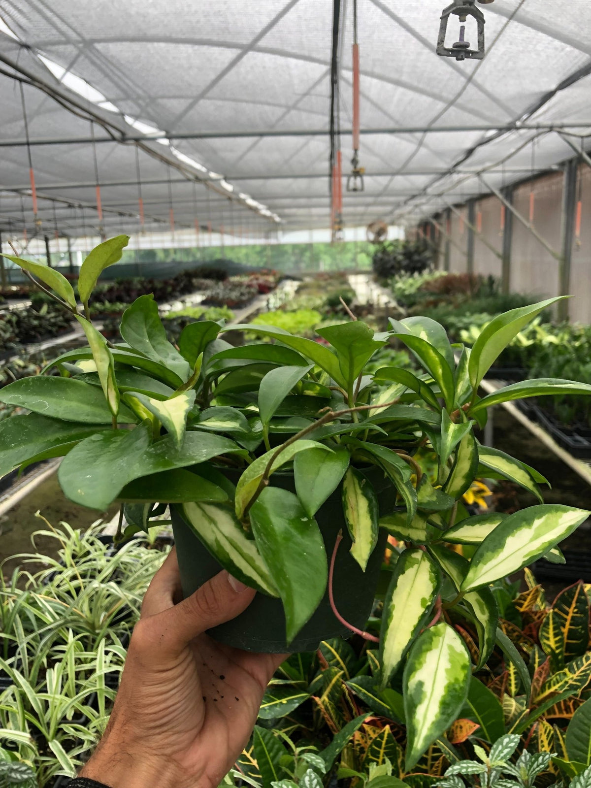 Hoya Carnosa 'Krimson Princess' - BetterGrow Hydro