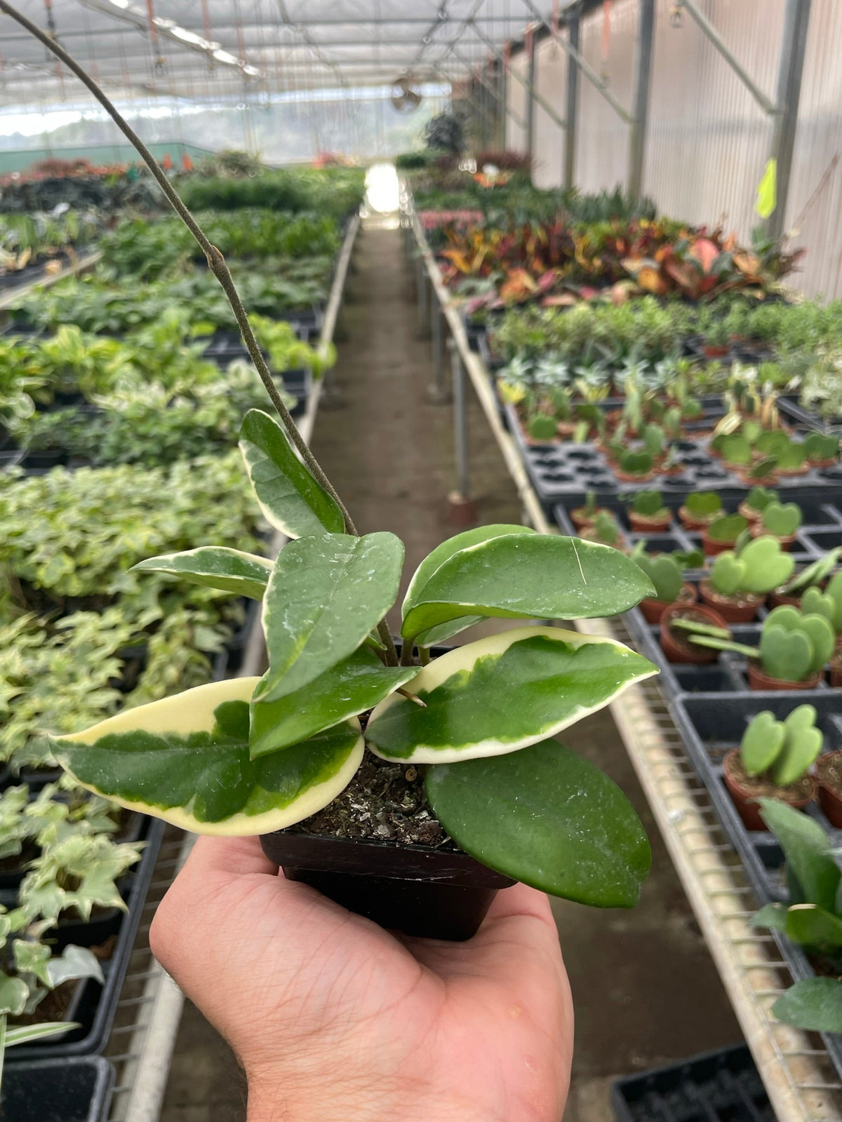 Hoya Carnosa 'Tricolor' - BetterGrow Hydro