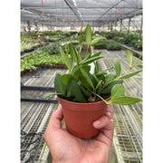 Hoya Chouke - BetterGrow Hydro