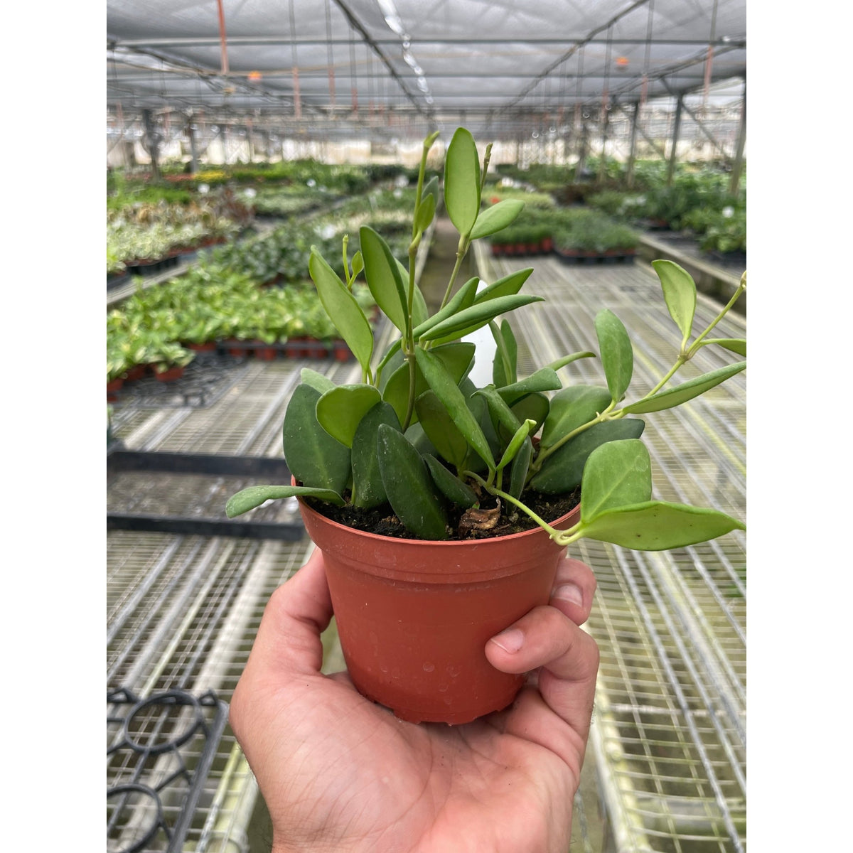 Hoya Chouke - BetterGrow Hydro